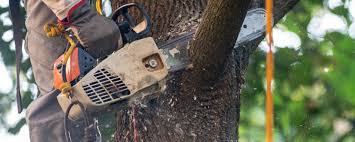 Best Tree Trimming and Pruning  in Charter Oak, CA