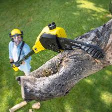Professional Tree Services in Charter Oak, CA
