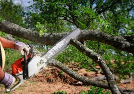 Best Tree Disease Treatment  in Charter Oak, CA