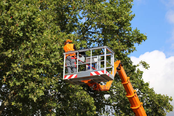 Tree and Shrub Care in Charter Oak, CA