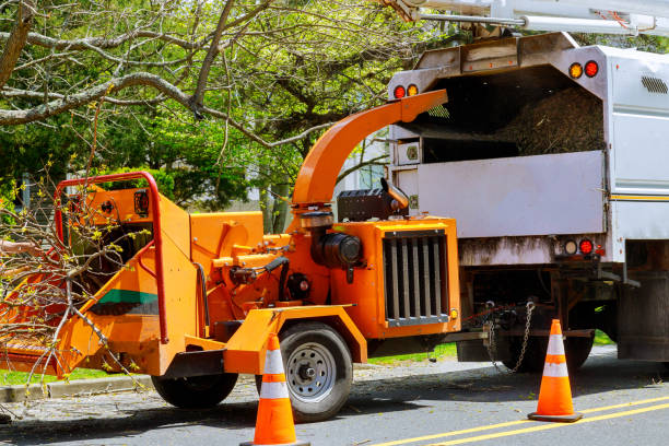 How Our Tree Care Process Works  in  Charter Oak, CA