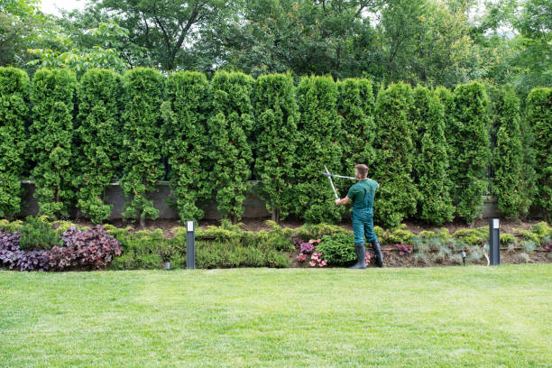 Best Lawn Mowing  in Charter Oak, CA