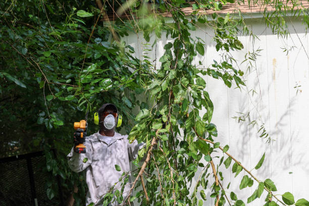 Best Pest Control for Lawns  in Charter Oak, CA