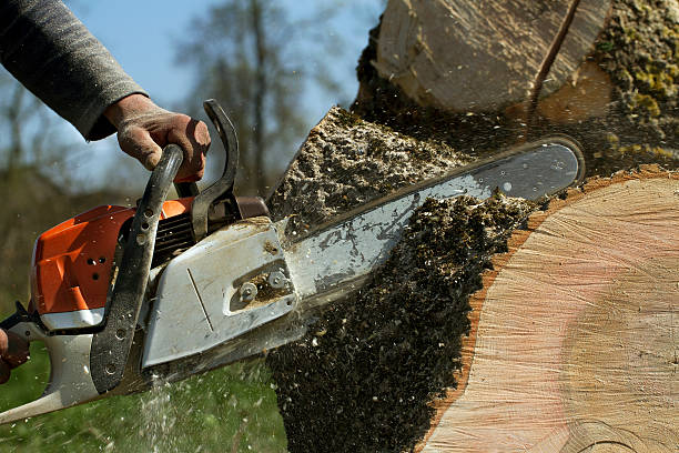 Best Tree Cabling and Bracing  in Charter Oak, CA