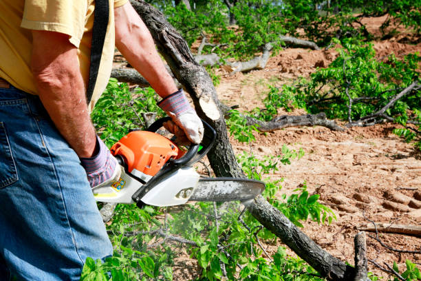 Best Leaf Removal  in Charter Oak, CA